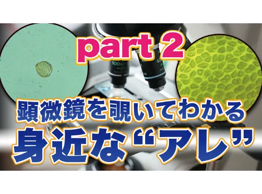 顕微鏡で観察!身近なものが驚きの姿に|Chall-edge