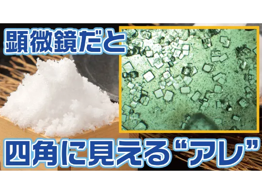 【肉眼では見えない世界】おうちの調味料を顕微鏡で観察してみた