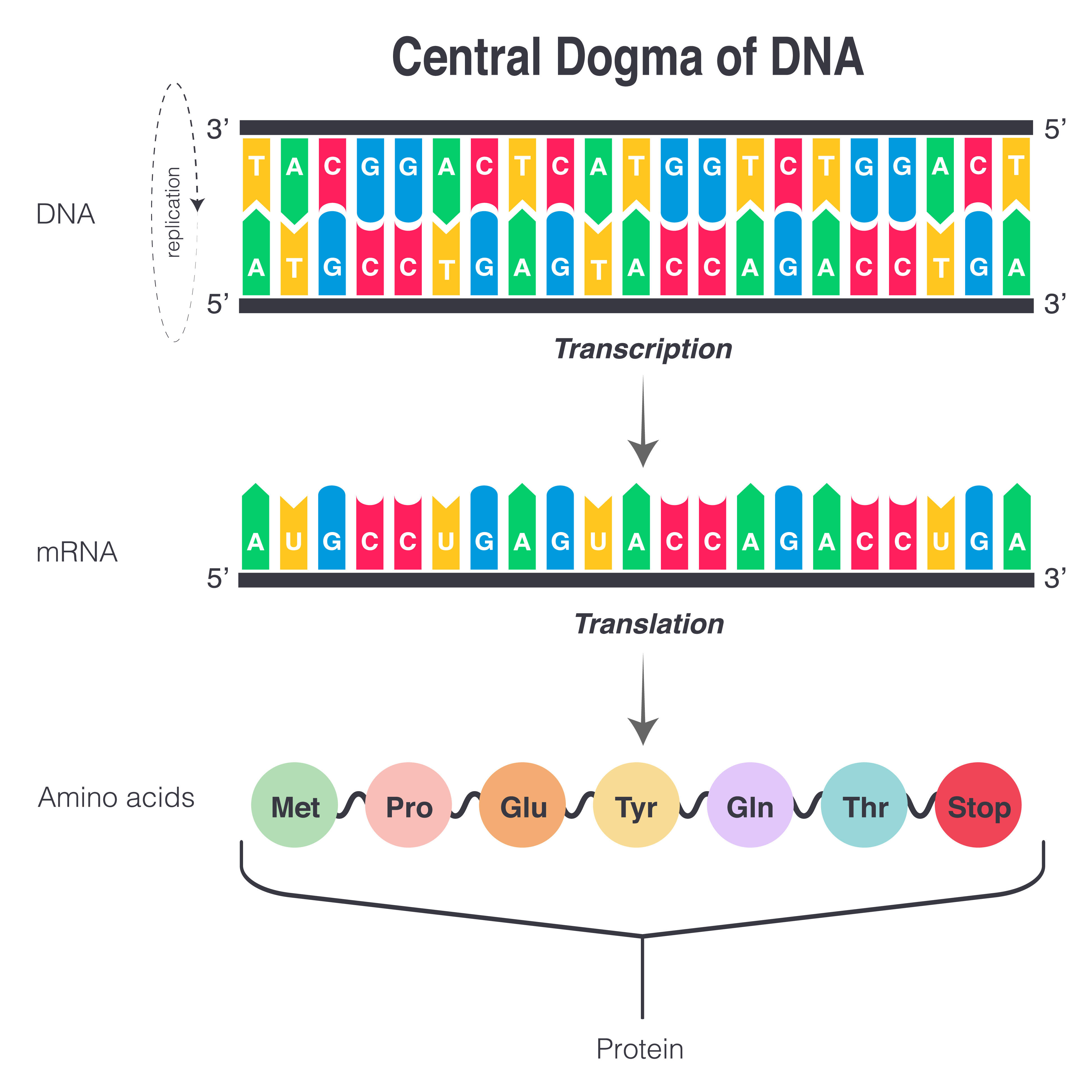 Central Dogma3.jpeg