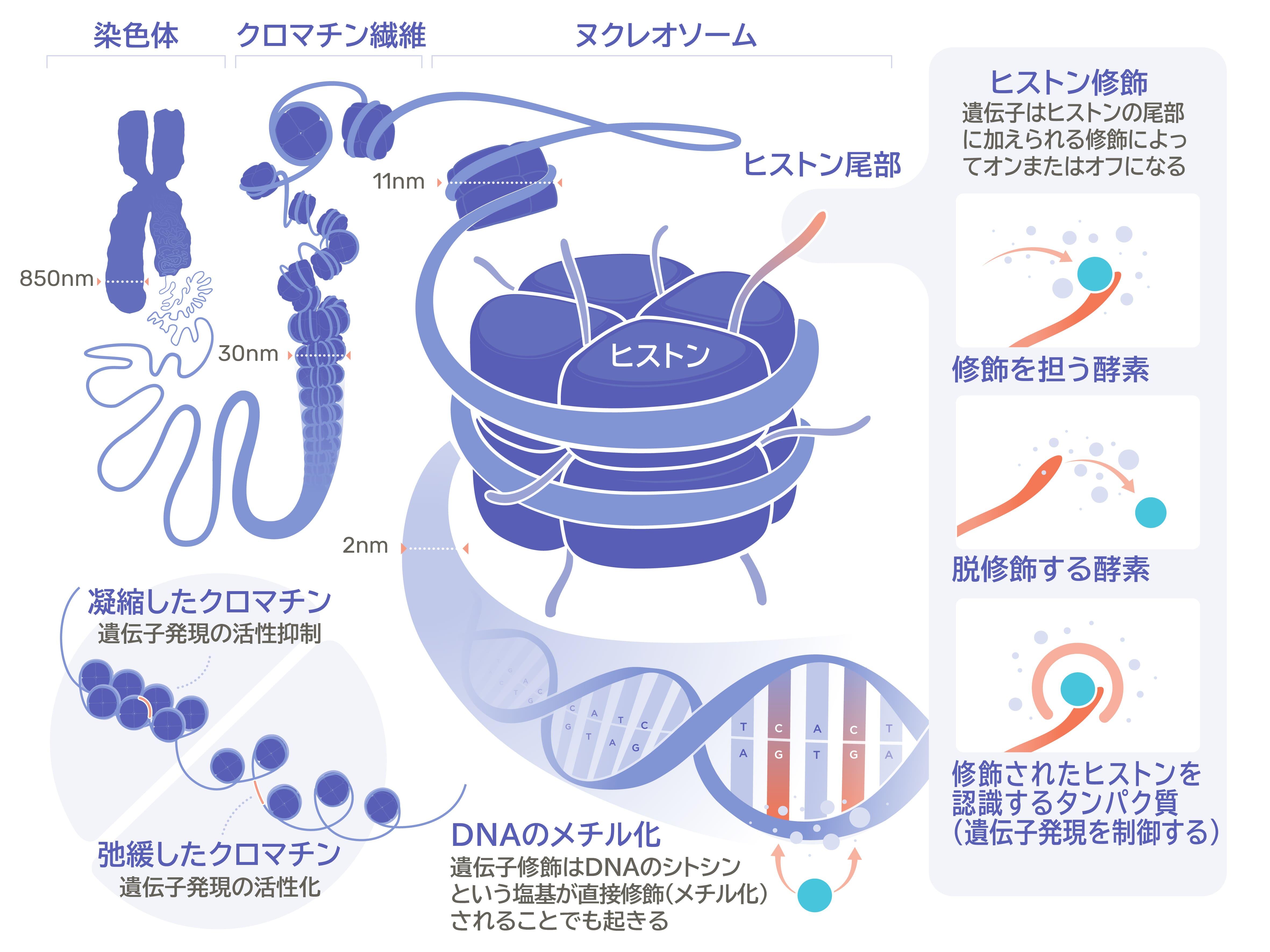 epigenetics.jpg