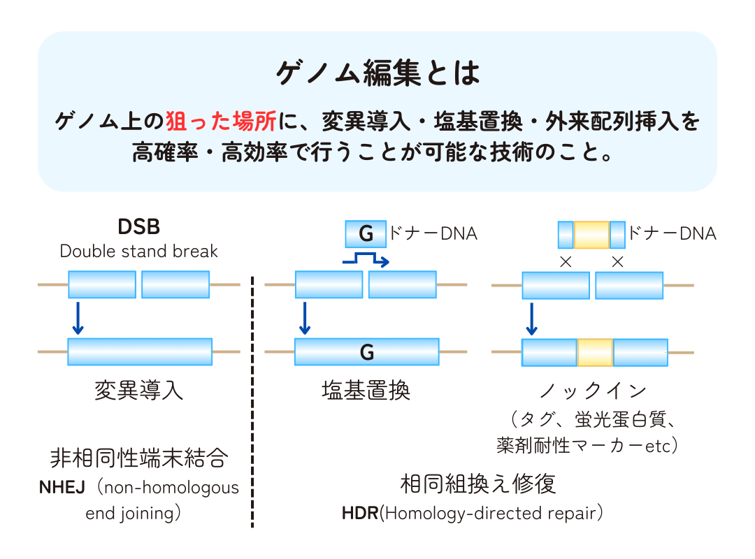 ゲノム編集とは