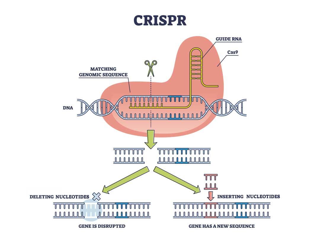CRISPR