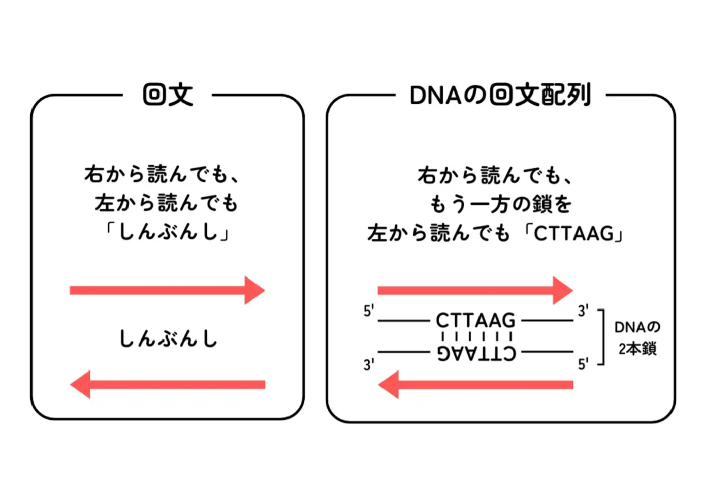 DNAの回文配列