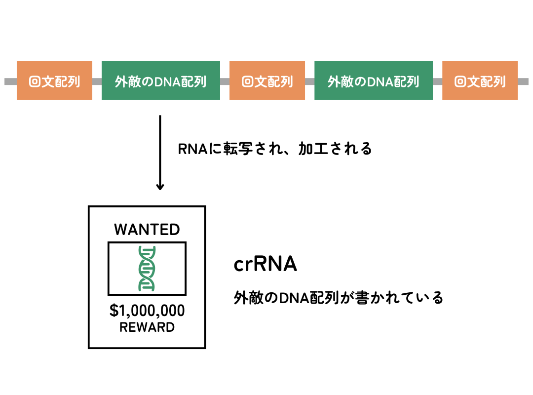 スペーサー単位に分割される