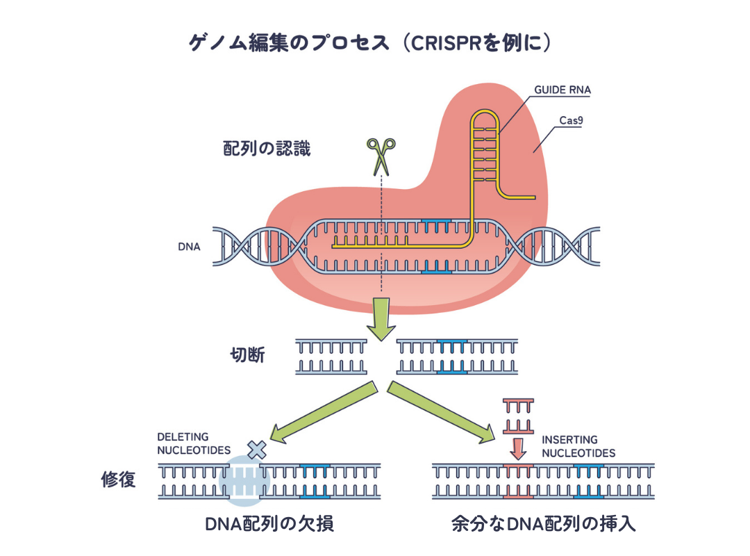 ゲノム編集のプロセス(CRISPRを例に)