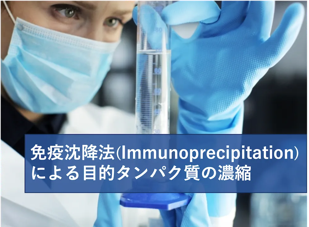 免疫沈降法（Immunoprecipitation）による目的タンパク質の濃縮 基本と応用 | リケラボ