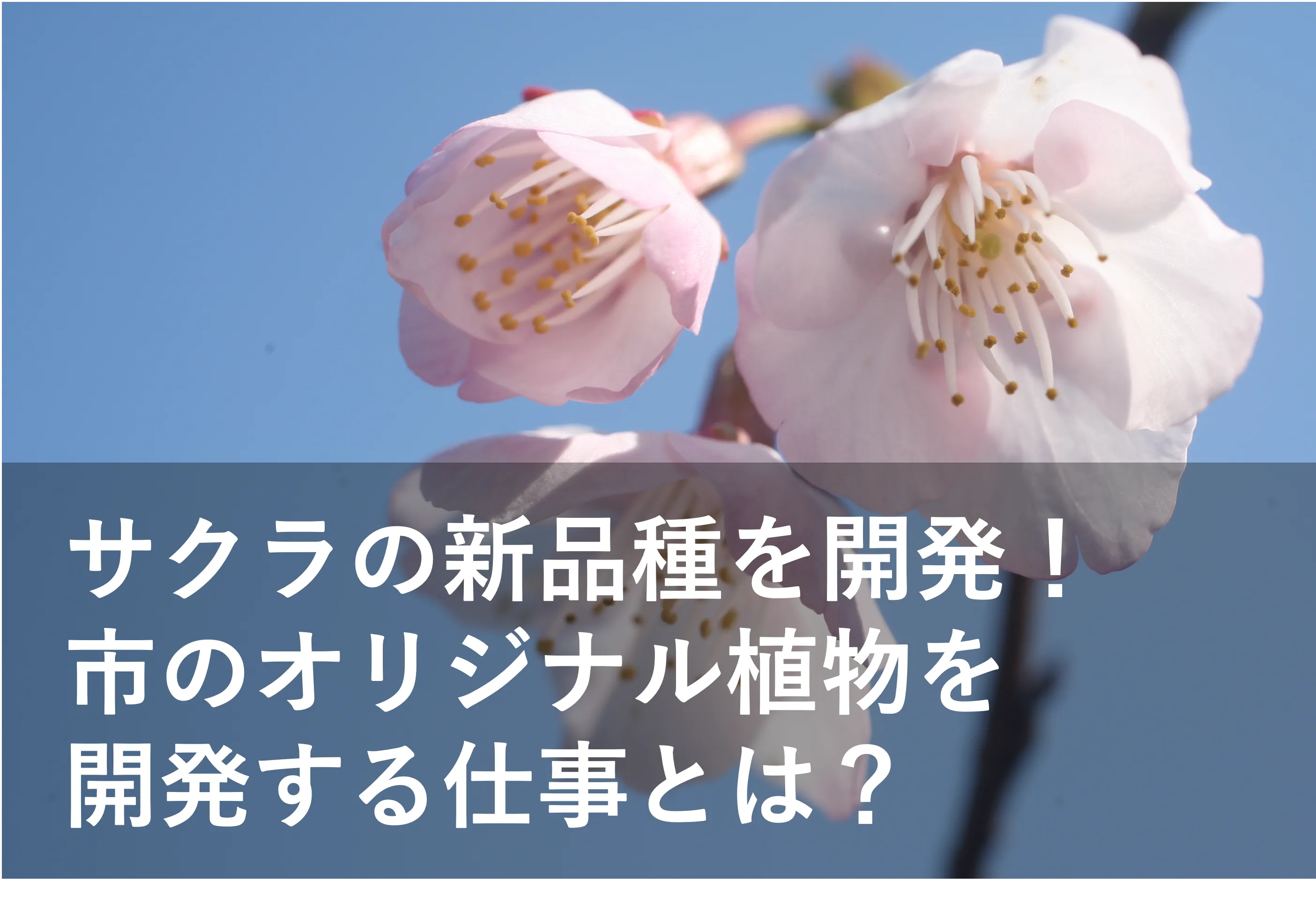盆栽サイズの新品種のサクラも誕生! 市のオリジナル植物を開発し、まちづくりに活かす西宮市植物生産研究センターの職員のやりがいとは? | リケラボ