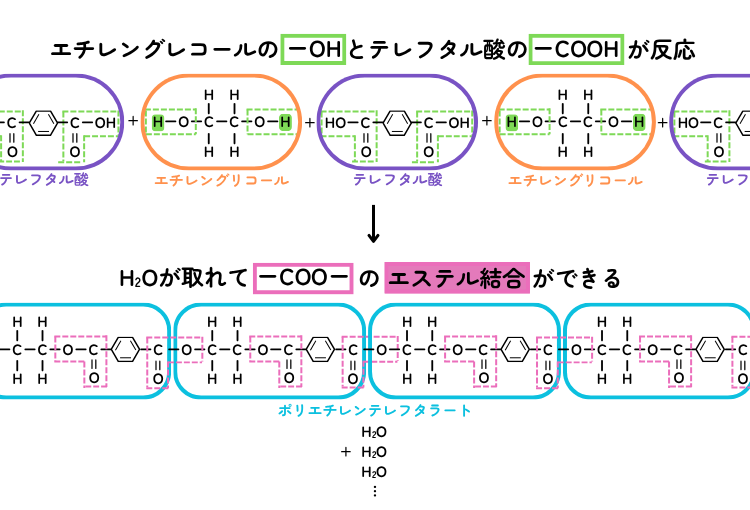 エステル結合の解説図