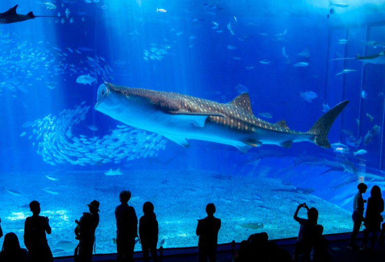水族館にある巨大な水槽の写真