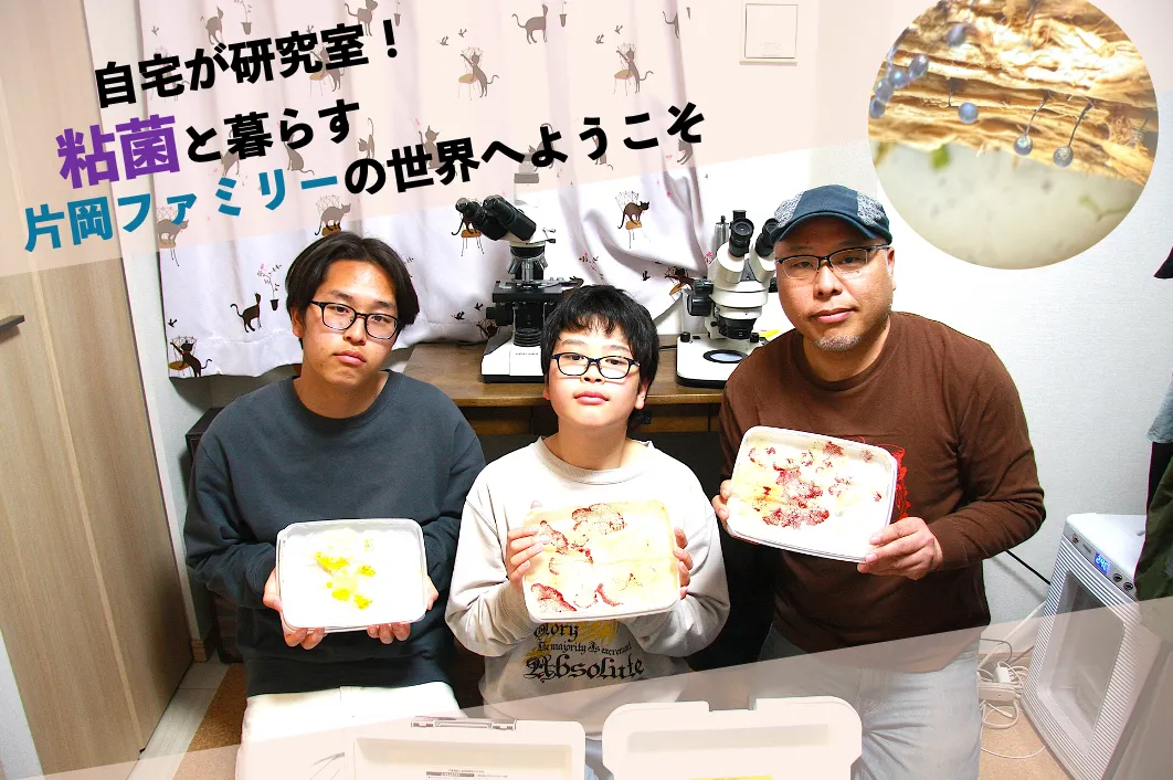 自宅が研究室！ 粘菌と暮らす片岡ファミリーの世界へようこそ