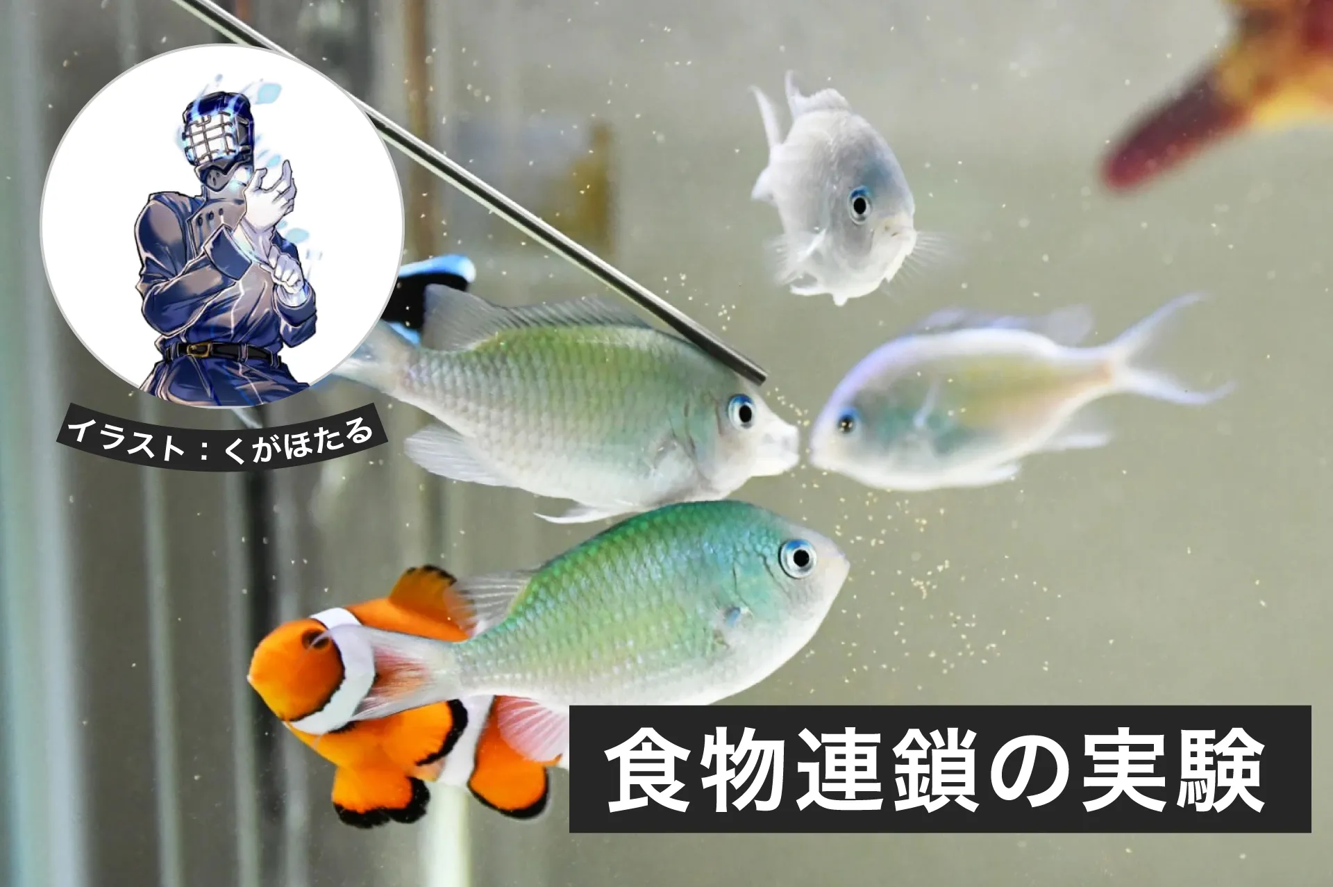 食物連鎖の実験│ヘルドクターくられの１万円実験室