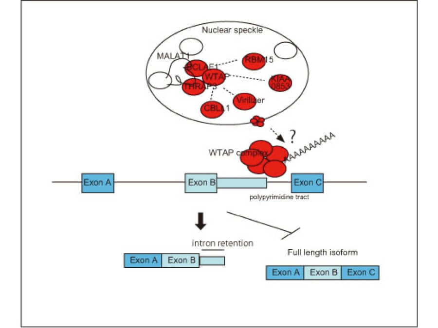 図３）RNAプロセッシングにかかわるWTAP複合体