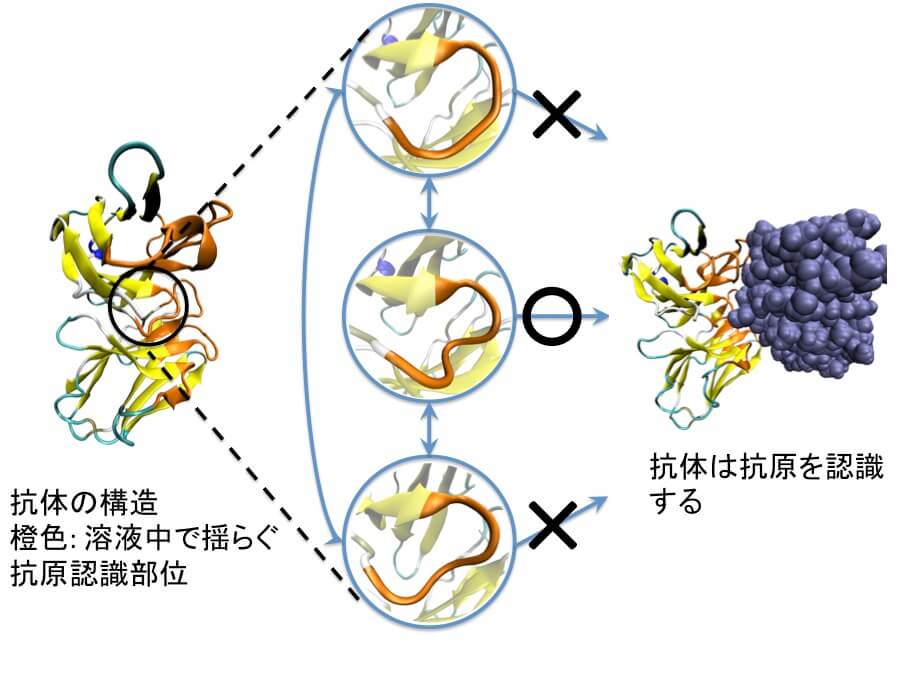 図1）がん抗体治療薬のコンピュータシミュレーション