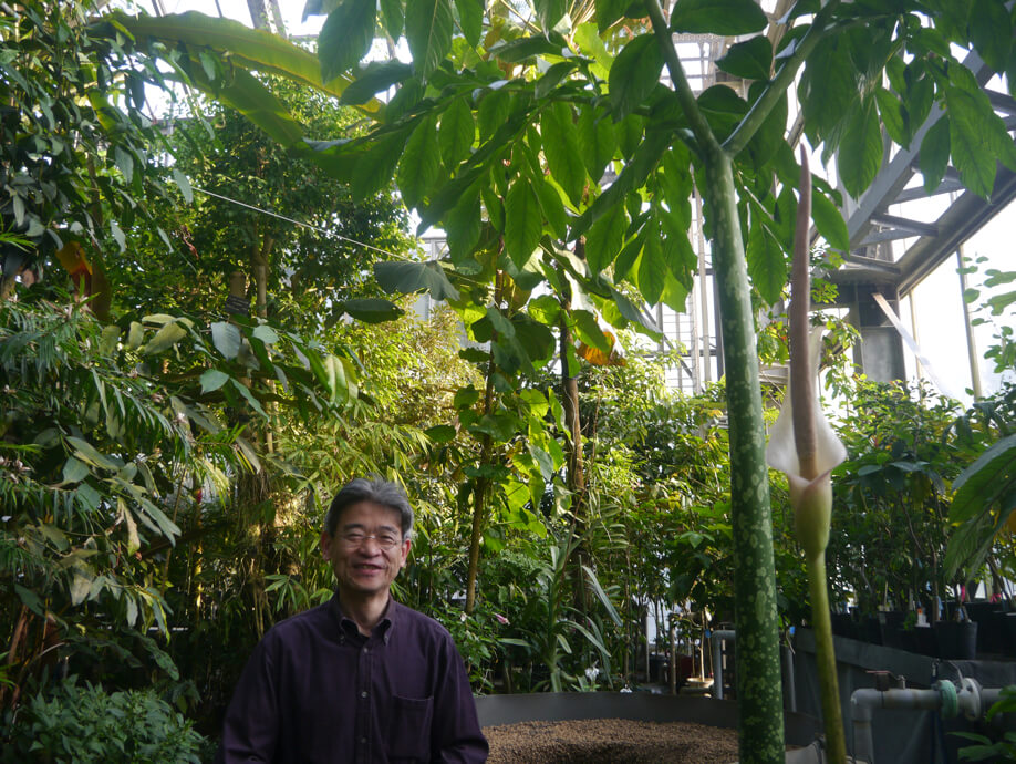 日本初の快挙！世界最大の花、ショクダイオオコンニャクの5回連続開花の秘訣とは？ | リケラボ