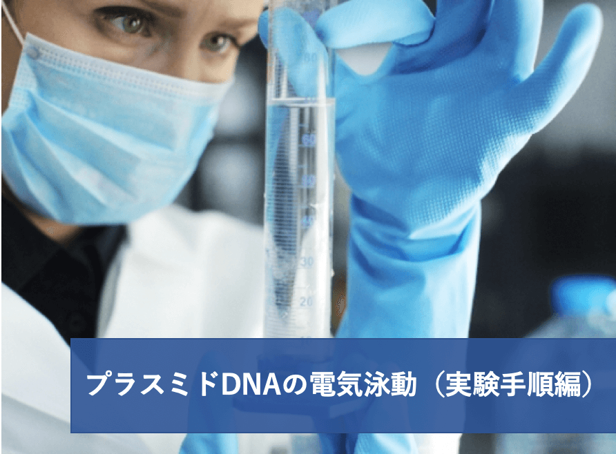 実験レシピ プラスミドDNAの電気泳動2/3 (実験手順 編) | リケラボ | リケラボ