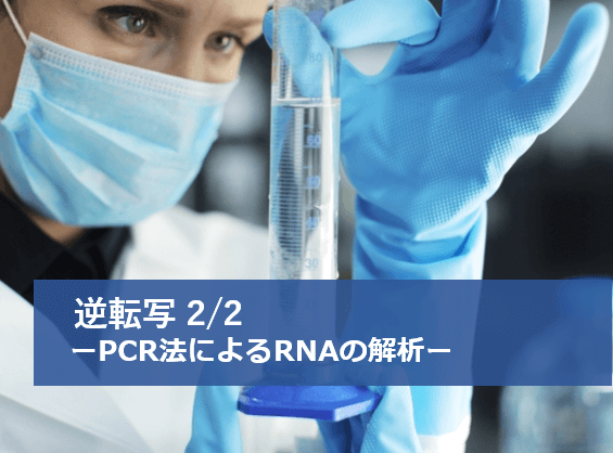 逆転写(RT)-PCR法によるRNAの解析2(トータルRNAを鋳型とした「逆転写反応」) | リケラボ