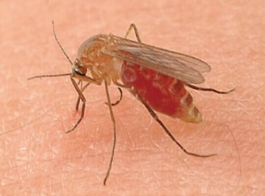 蚊に刺されても気づかないのは何故!?蚊の唾液成分に鎮痛効果を発見！ | リケラボ