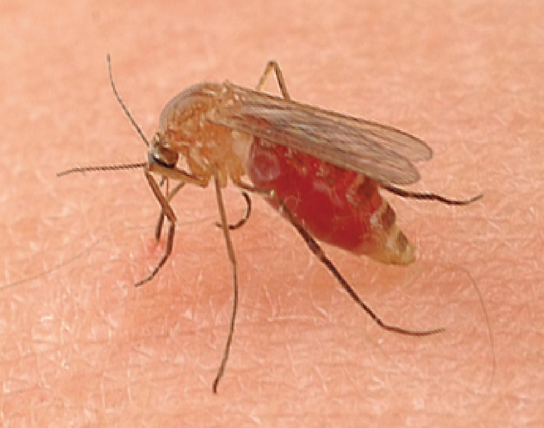 蚊に刺されても気づかないのは何故 蚊の唾液成分に鎮痛効果を発見 リケラボ