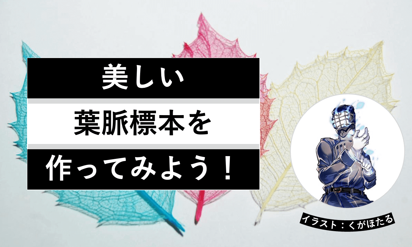 美しい葉脈標本を作ってみよう!ヘルドクターくられの1万円実験室 | リケラボ