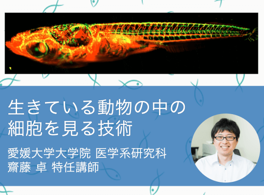 生体蛍光イメージングでメダカ発生の様子を3日間まるごと撮影!生きている動物の中の細胞を見る | リケラボ