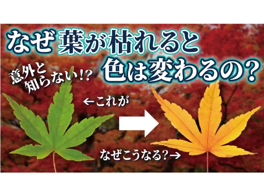 【科学の秋】紅葉はなぜ起きる?植物の色が変わるワケ【動画解説】