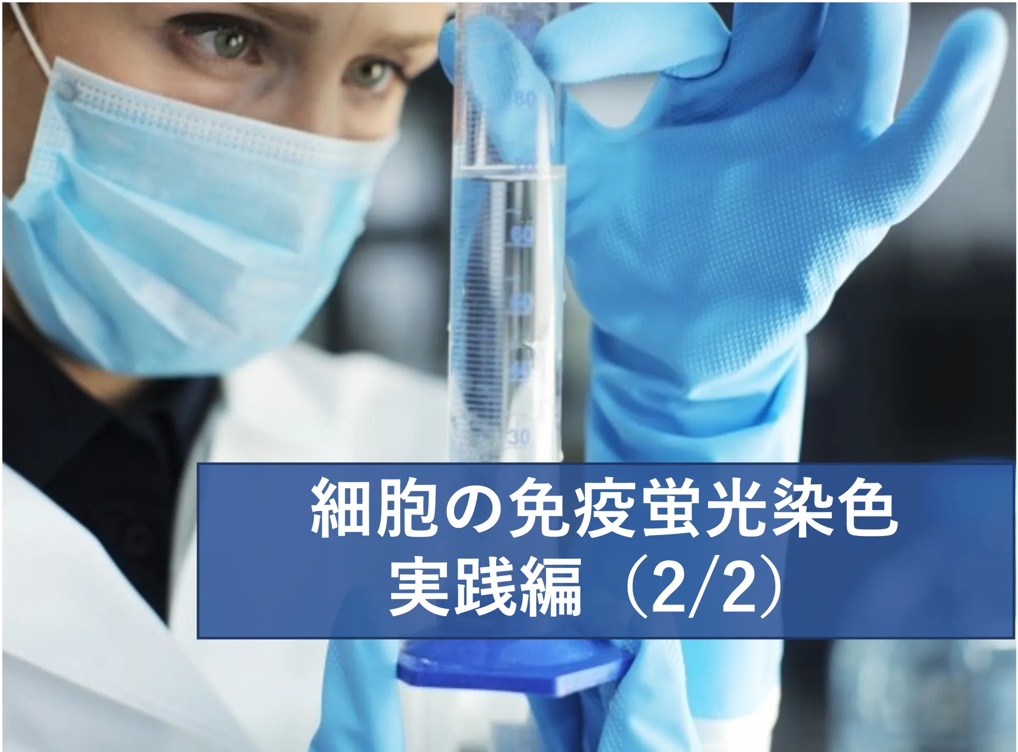 細胞の免疫蛍光染色 実践編(2/2)