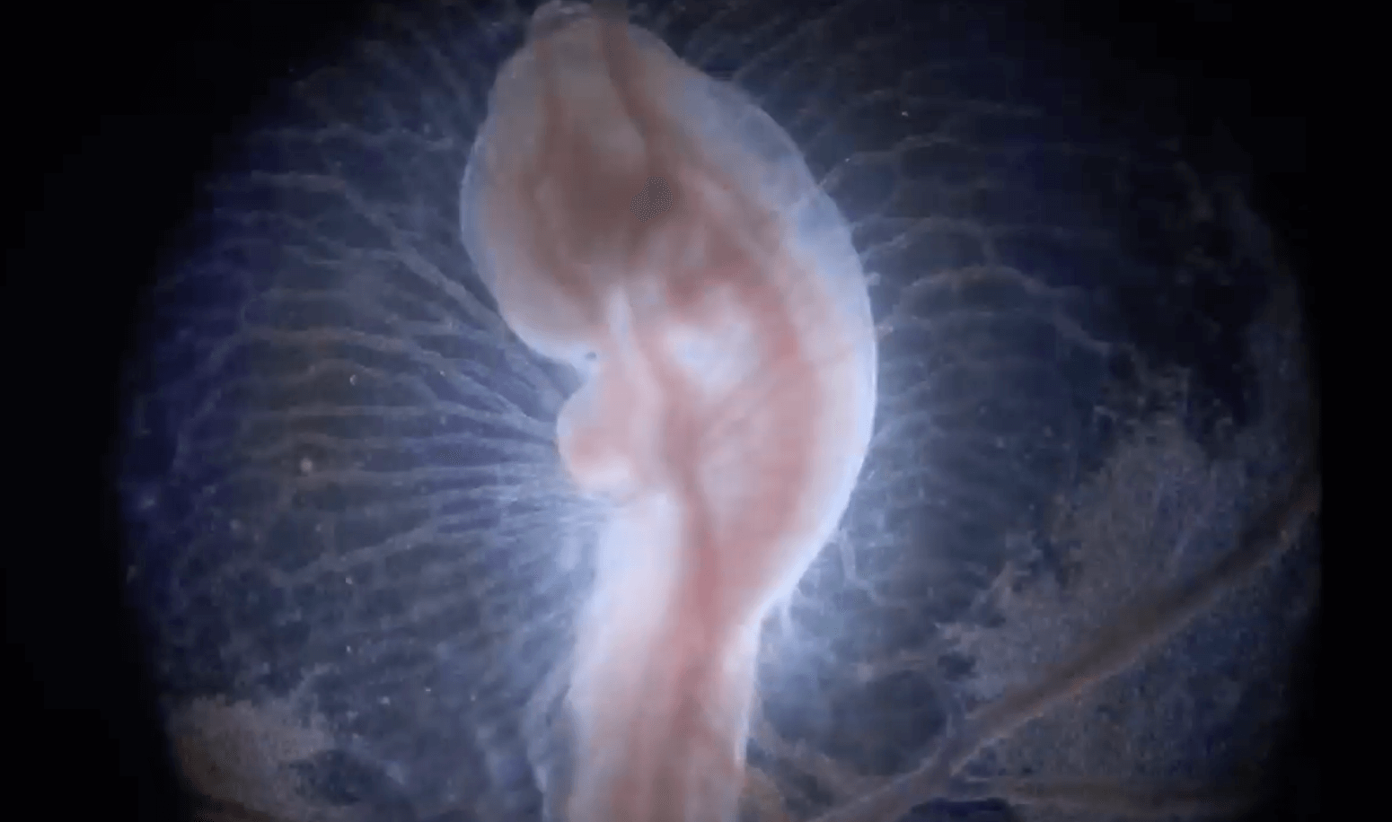 生命の神秘をとらえた超高精細ミクロ映像「科学映画」の世界(前編) | リケラボ