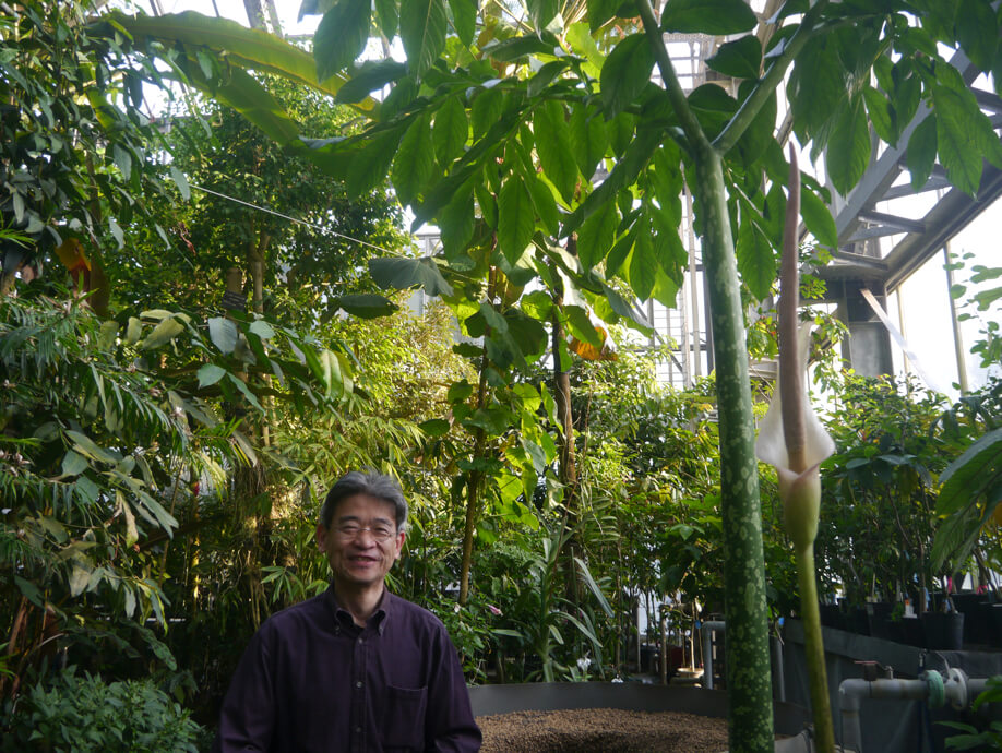 日本初の快挙!世界最大の花、ショクダイオオコンニャクの5回連続開花の秘訣とは? | リケラボ