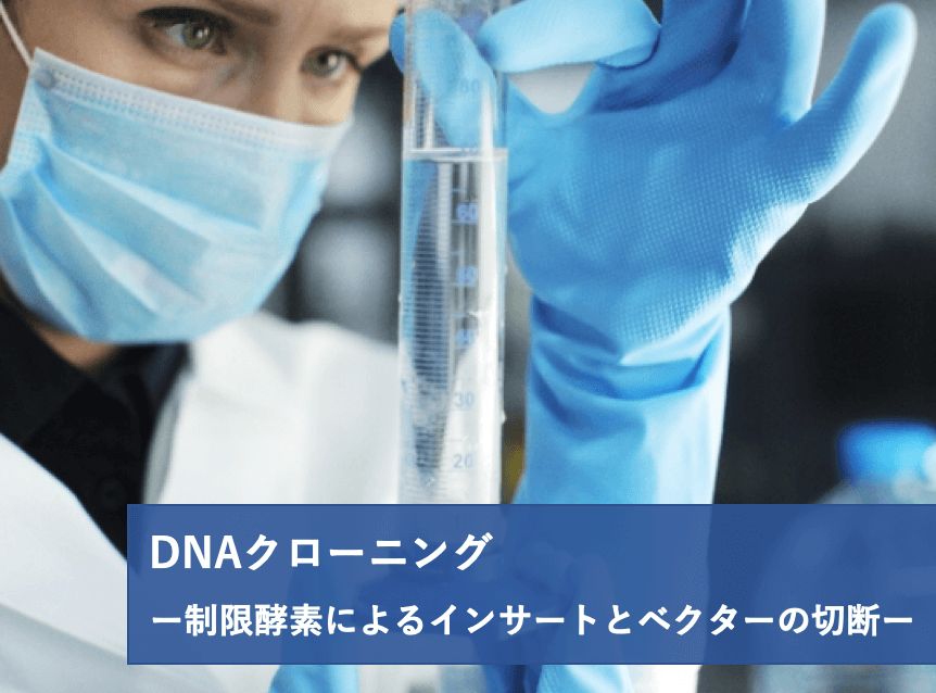 DNAクローニングのやり方 制限酵素によるインサートとベクターの切断 | リケラボ