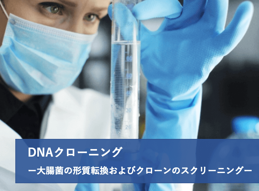 DNAクローニング(4/4)大腸菌の形質転換およびクローンのスクリーニング | リケラボ